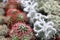 Blooming mini cacti in the store, selective focus.