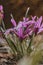 Blooming mini iris