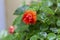 Blooming mini roses in the garden, wet after the rain