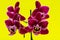 Blooming Mini Velvet Burgundy  Phalaenopsis Orchid Plant isolated on bright yellow background. Moth Orchids. Tribe: Vandeae.