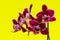 Blooming Mini Velvet Burgundy  Phalaenopsis Orchid Plant isolated on bright yellow background. Moth Orchids. Tribe: Vandeae.