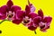 Blooming Mini Velvet Burgundy  Phalaenopsis Orchid Plant isolated on bright yellow background. Moth Orchids. Tribe: Vandeae.