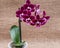 Blooming Mini Velvet Burgundy  Phalaenopsis Orchid Plant isolated on natural burlap background. Moth Orchids. Tribe: Vandeae.