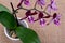 Blooming Mini Velvet Burgundy  Phalaenopsis Orchid Plant  on natural burlap background. Moth Orchids. Tribe: Vandeae.