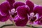 Blooming Mini Velvet Burgundy  Phalaenopsis Orchid Plant  on natural burlap background. Moth Orchids. Tribe: Vandeae.