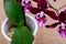 Blooming Mini Velvet Burgundy  Phalaenopsis Orchid Plant  on natural burlap background. Moth Orchids. Tribe: Vandeae.