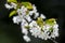 Blooming mirabelle. Flowering mirabelle plum branches in spring.