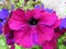 Blooming mixed petunia flowers. Petunia integrifolia, Petunia violacea, violet petunia or violetflower petunia. Blue petunia.