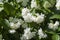 Blooming mock-orange