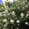 A blooming mock orange bush in summer.