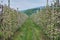 Blooming modern apple orchard. Growing apples on an industrial scale