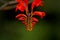 Blooming montbretia