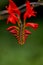 Blooming montbretia