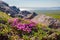 Blooming moss campion (Silene acaulis) in the tundra on a mountainside