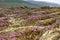 Blooming moss growing on lava and stone fields in Iceland