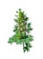 Blooming motherwort or Leonurus cardiaca on a white background i