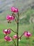 Blooming mountain flower Martagon Lily Lilium martagon in the Gran Paradiso National Park.