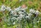 Blooming mountain flowers Edelweiss