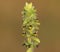 Blooming mountain ironwort, Sideritis Montana