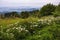 Blooming mountain meadow