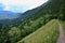 Blooming mountain meadow, forest background