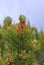 Blooming mountain pine (Pinus mugo)