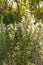 Blooming mule fat hardy toerant shrubbery with white blooms