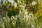 Blooming mule fat hardy toerant shrubbery with white blooms