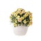 Blooming multi-colored daisy chrysanthemums Argyranthemum frutescens