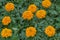 Blooming multi-petalled fluffy flowers of marigold-Tagetes are bright orange with juicy densely growing dark green carved leaves