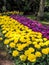 Blooming multicolor tulips in spring garden of Netherlands.