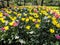 Blooming multicolor tulips in spring garden of Netherlands.