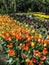 Blooming multicolor tulips in spring garden of Netherlands.