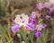 Blooming multicolour iris Flower