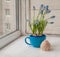 Blooming muscari in blue cup and lamb on the window