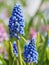 Blooming Muscari close-up. Blue flowers background