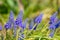 Blooming Muscari flowers