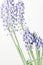 Blooming Muscari Flowers with a light background