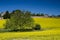 Blooming mustard field