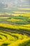 Blooming Mustard Fields of Nepal