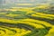 Blooming Mustard Fields of Nepal