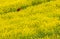 Blooming Mustard Fields of Nepal