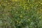 Blooming mustard flowers at the Lake Balboa park in springtime, Los Angeles, California