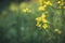 Blooming mustard plant on the field