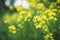 Blooming mustard plant on the field