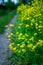 Blooming mustard plant on the field