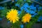 Blooming Myosotis alpestris and dandelions flowers. Field yellow and blue flowers