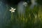 Blooming narcissus in wildlife at springtime