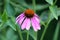 Blooming Narrow-leaved purple coneflower or Echinacea angustifolia purple flower with spiky and dark brown to red cone seed head