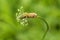 Blooming narrowleaf plantain